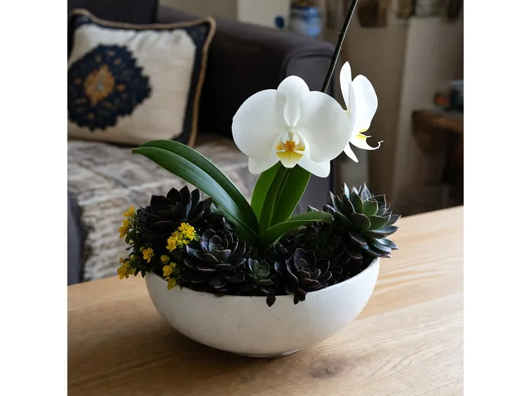 Vaso di orchidee bianche