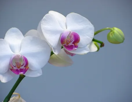 orchidee