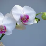 orchidee