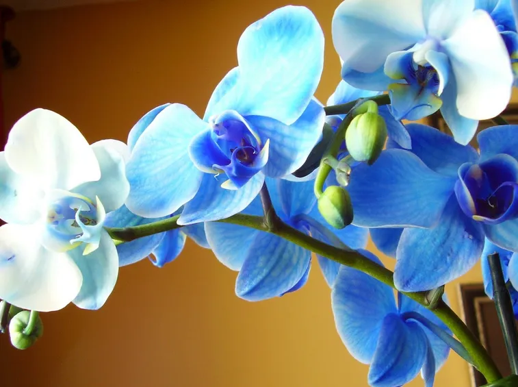 orchidee blu
