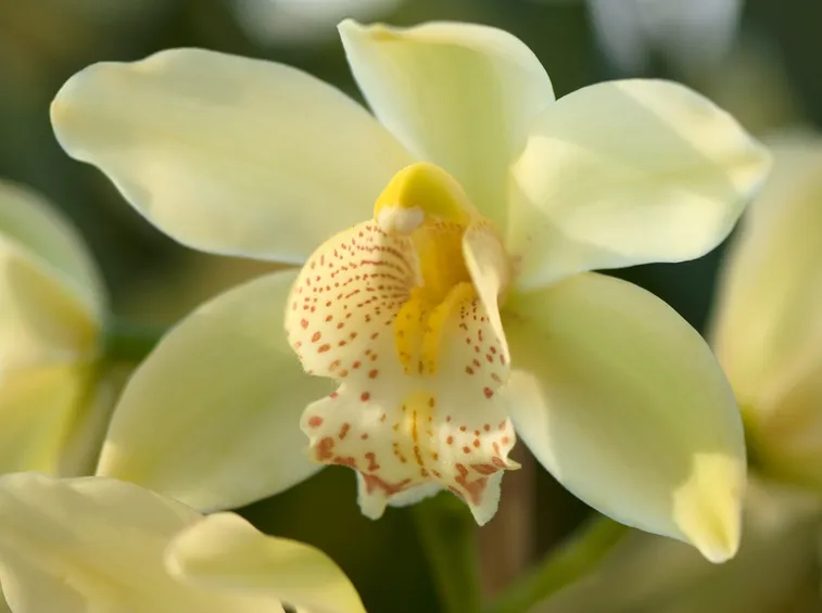 orchidea cimbidium
