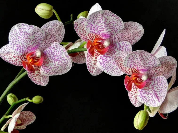 orchidee variegate