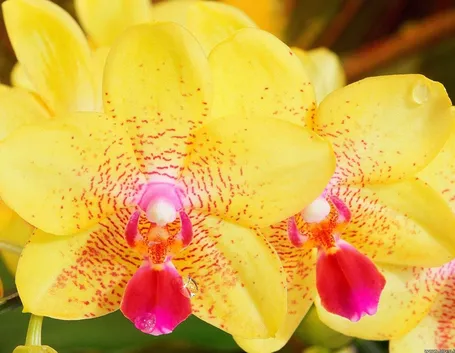 orchidee