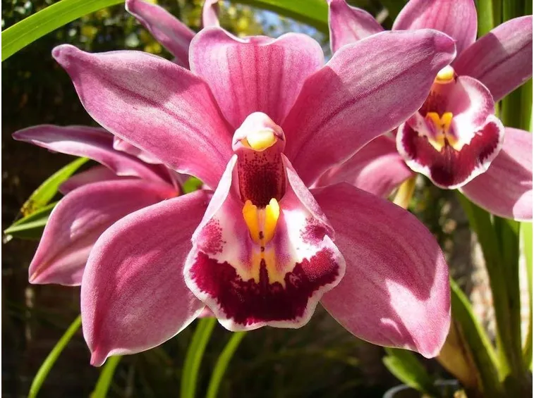 orchidee