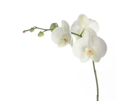 orchid