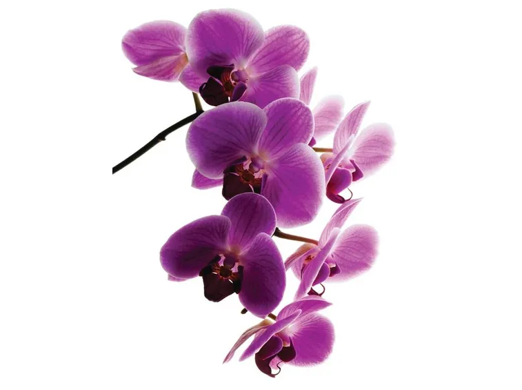 orchidea viola