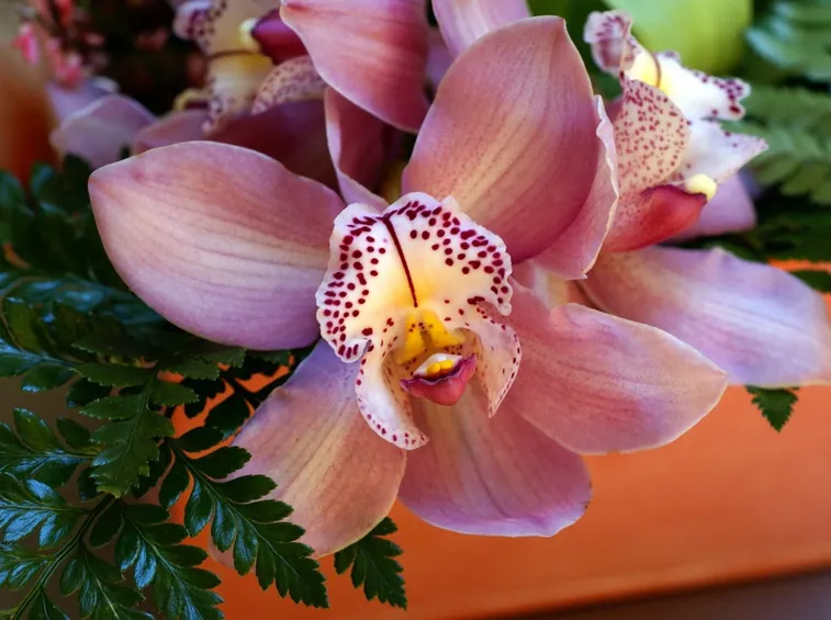 pink orchid