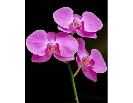 orchidee