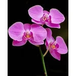 orchidee