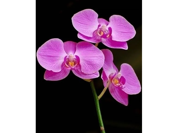 orchidee
