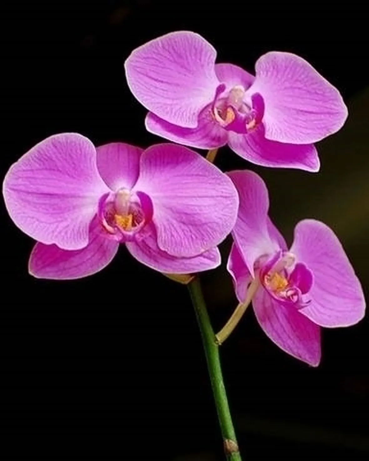 orchidee