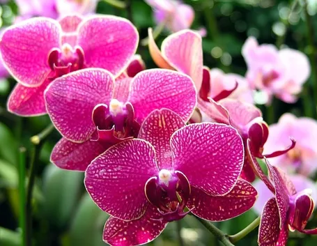 fiori di orchidea phalaenopsis