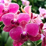 fiori di orchidea phalaenopsis
