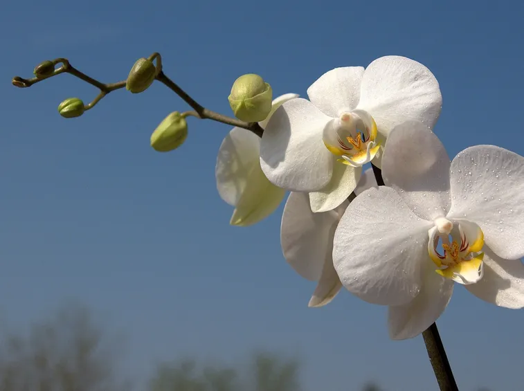 fiori di orchidee bianche