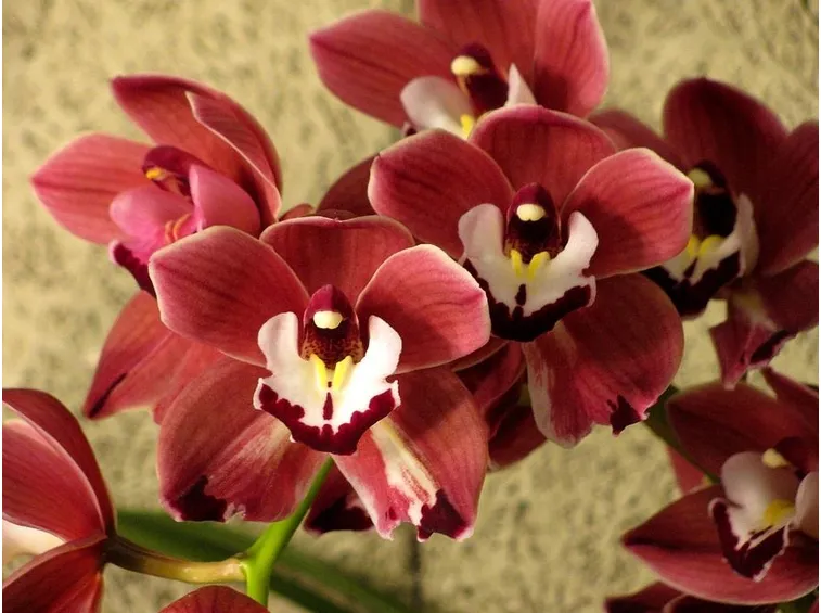 orchidea cymbidium