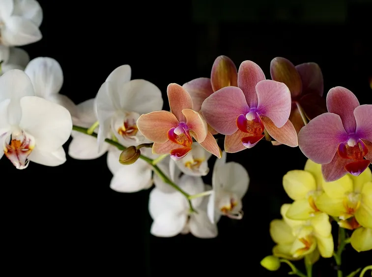 orchidee colorate