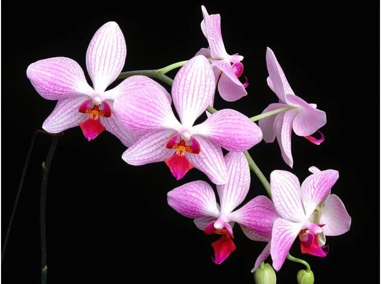 Fiori d'orchidea