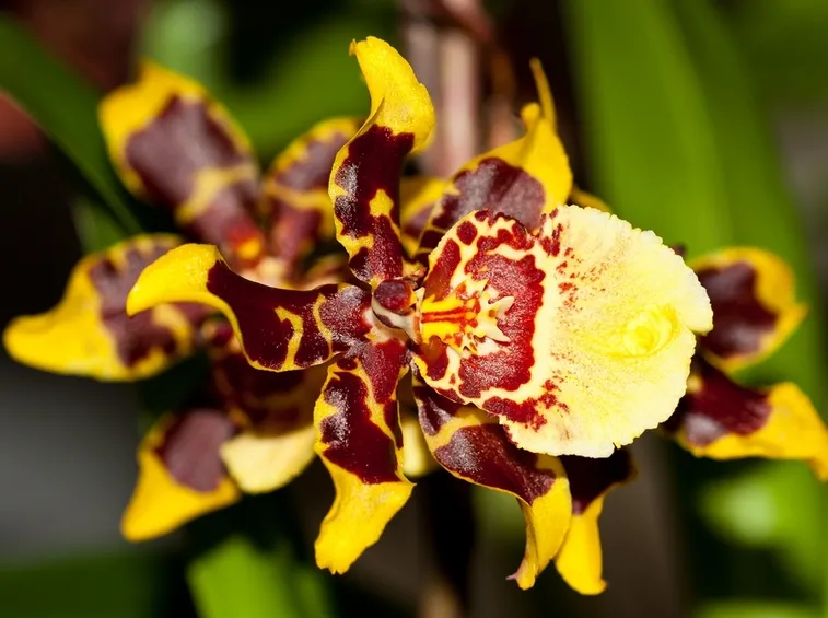 fiore di orchidea cambria