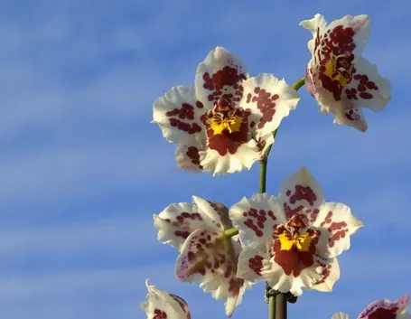 orchidea cambria
