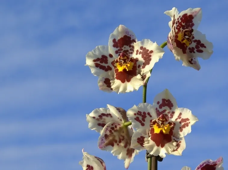 orchidea cambria