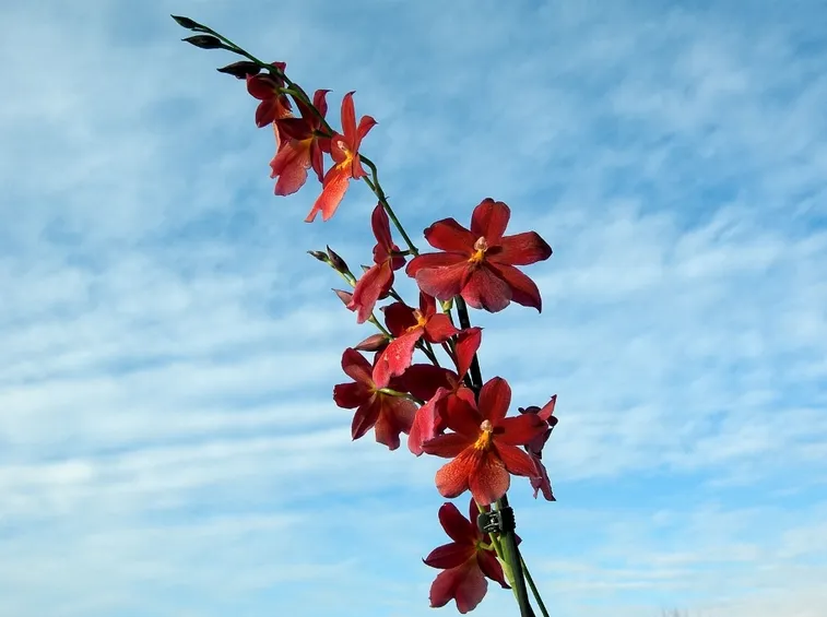 orchidee cambria pianta