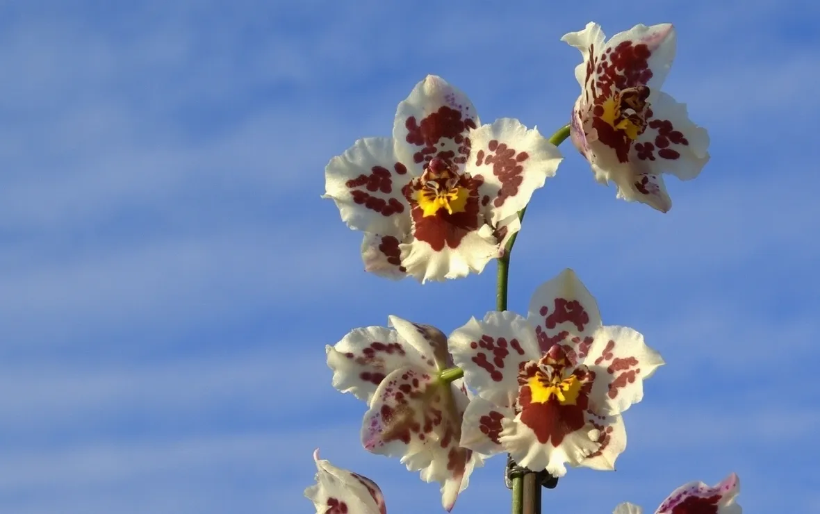 orchidea cambria