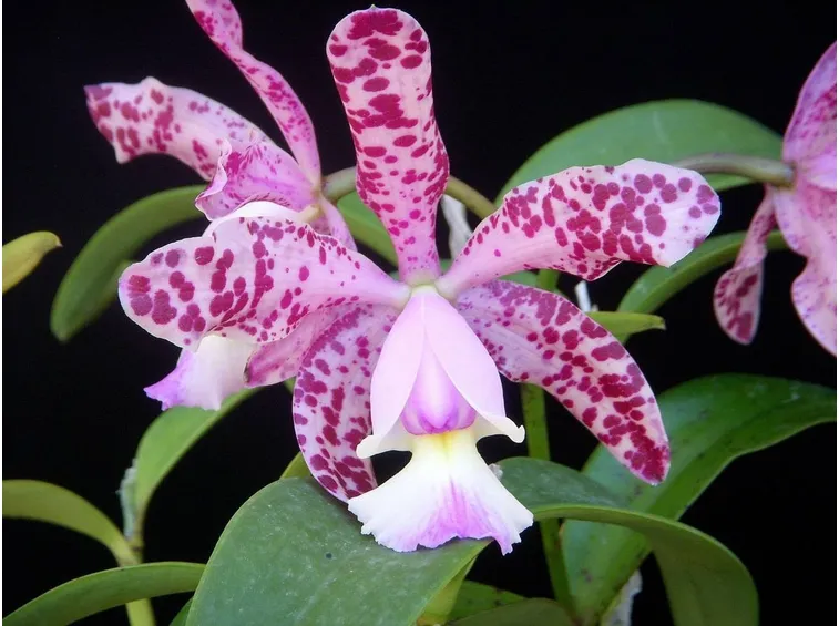 orchidea cattleya