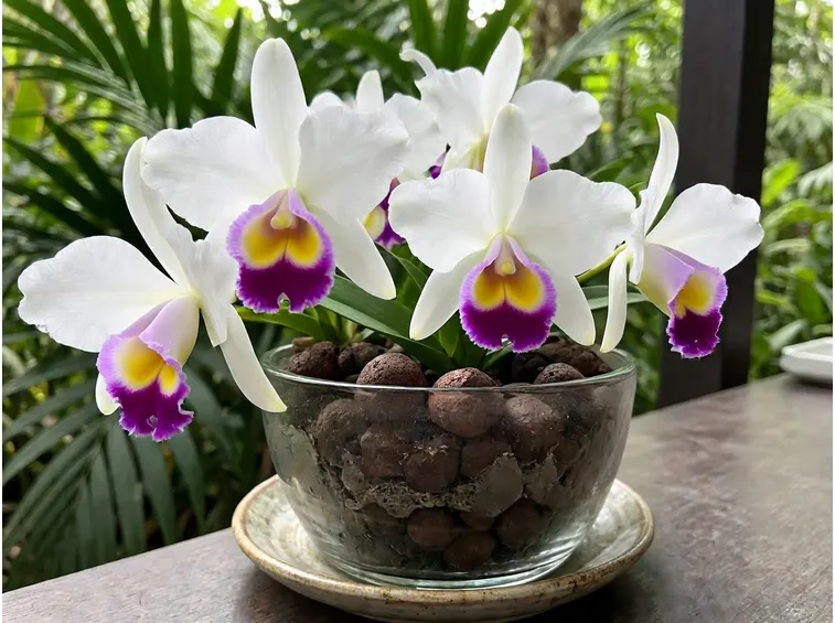orchidea cattleya