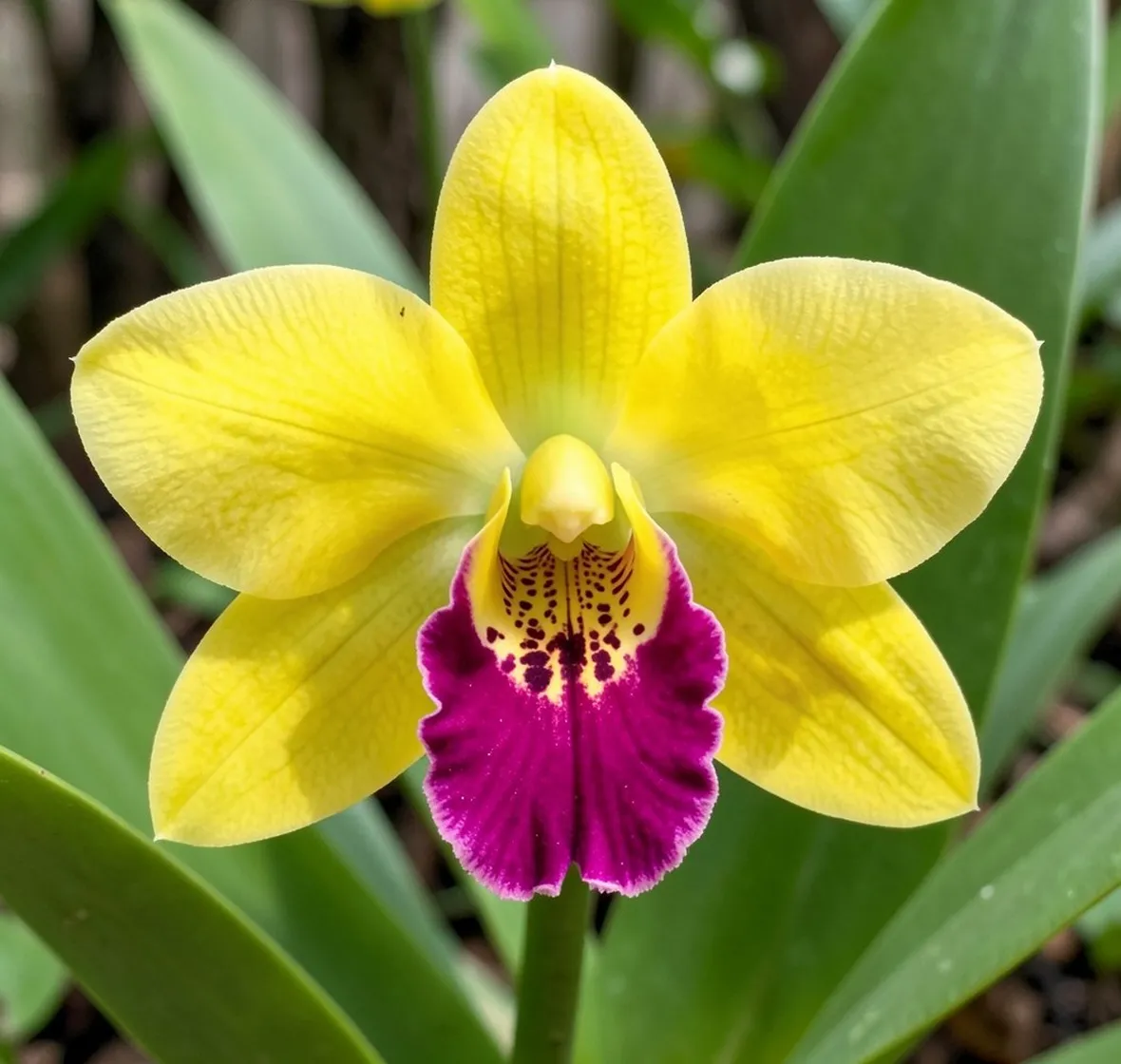 orchidee cattleya