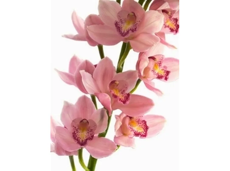 Orchidee Cymbidium rosa