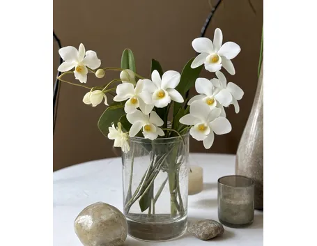 fiori orchidee dendrobium