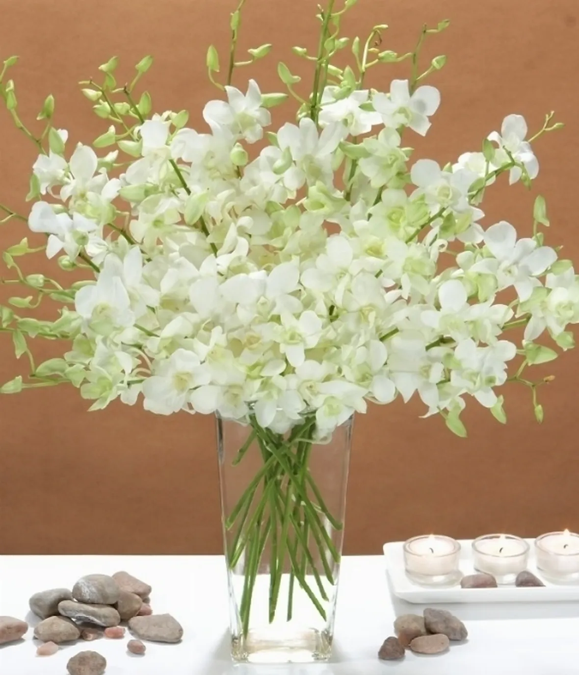 fiori orchidee dendrobium