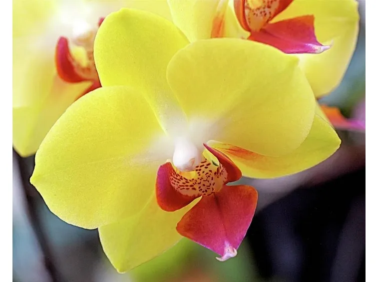 orchidea phalaenopsis