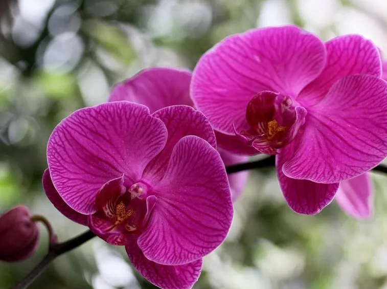 orchidea phalaenopsis