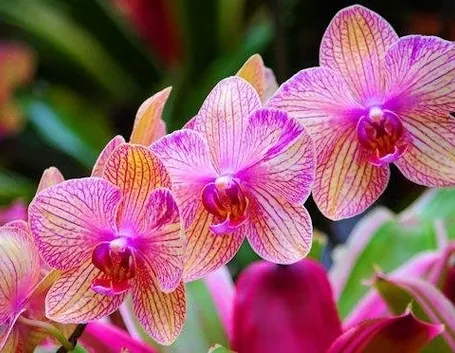orchidee