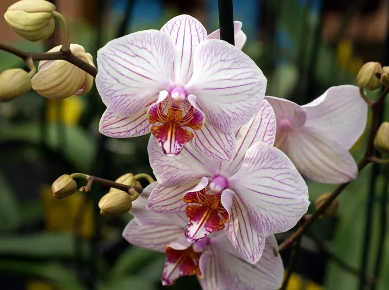 orchidee