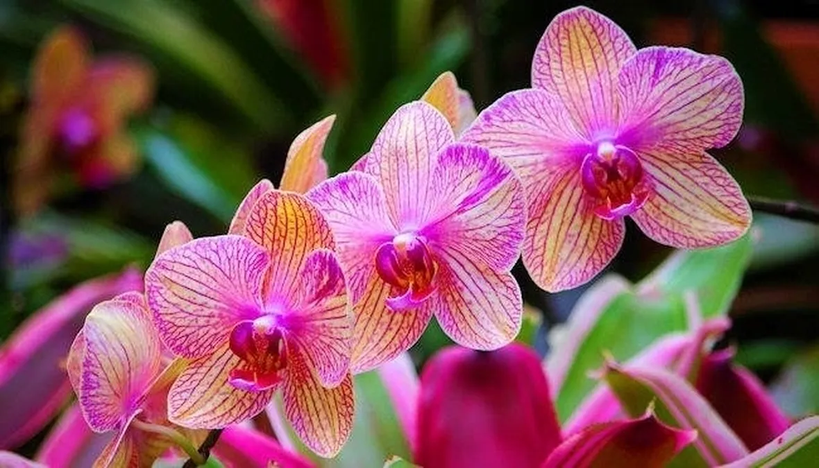 orchidee