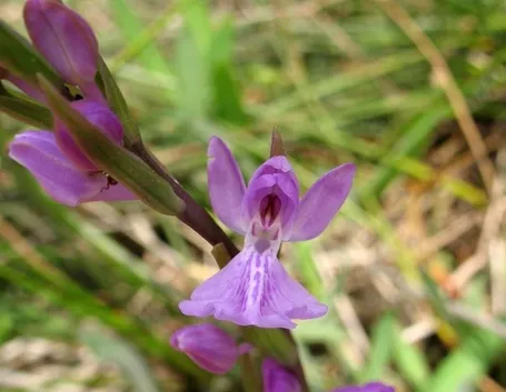 orchidea anacamptis