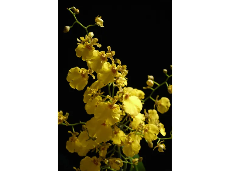 La morfologia delle orchidee oncidium