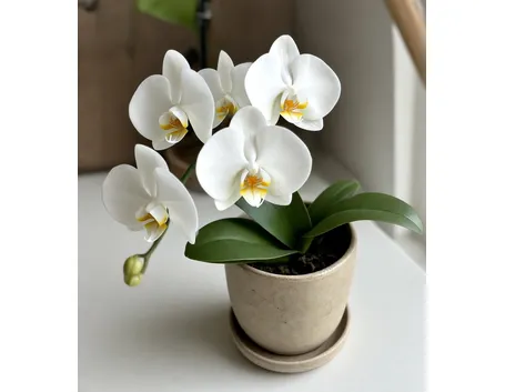 orchidee