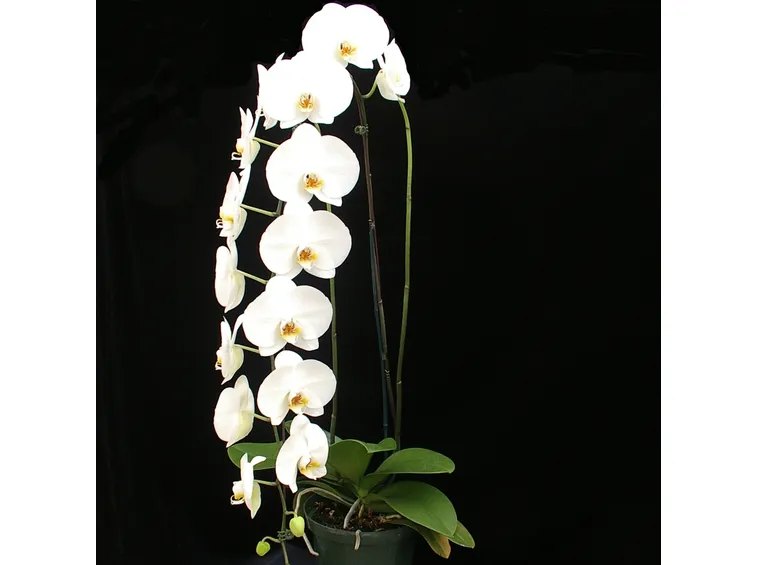 Orchidea phalaenopsis