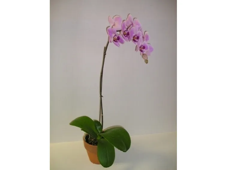 Orchidea