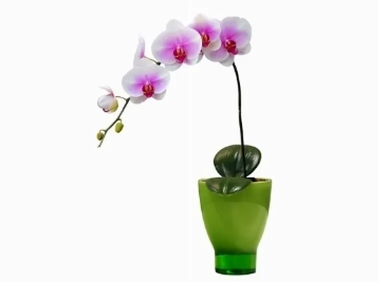 phalaenopsis