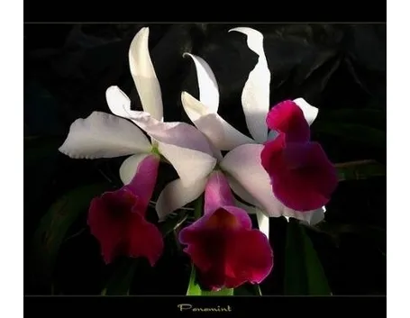 orchidee rare 