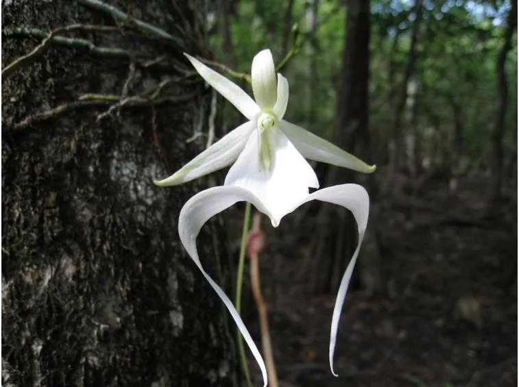 orchidea fantasma