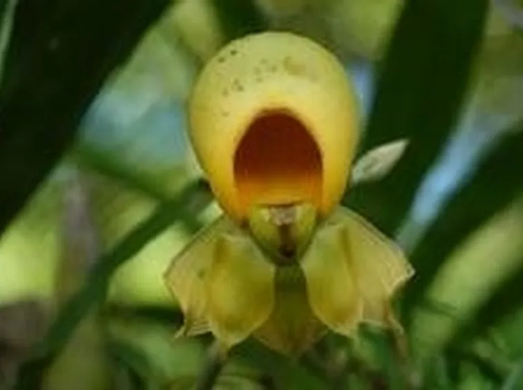 orchidea rara 