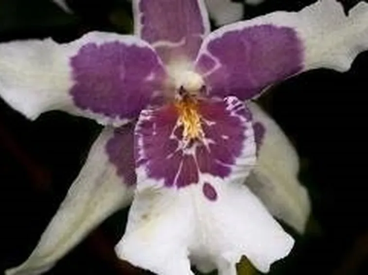 orchidea 