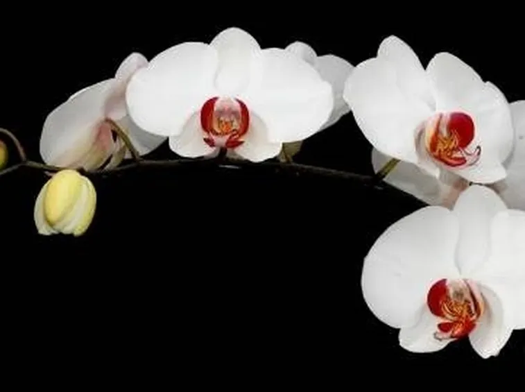 orchidee