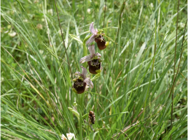 Peculiarità delle orchidee selvatiche