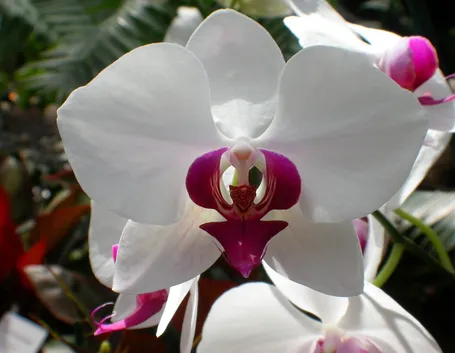 orchidea